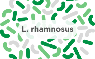 L. rhamnosus – A common probiotic strain