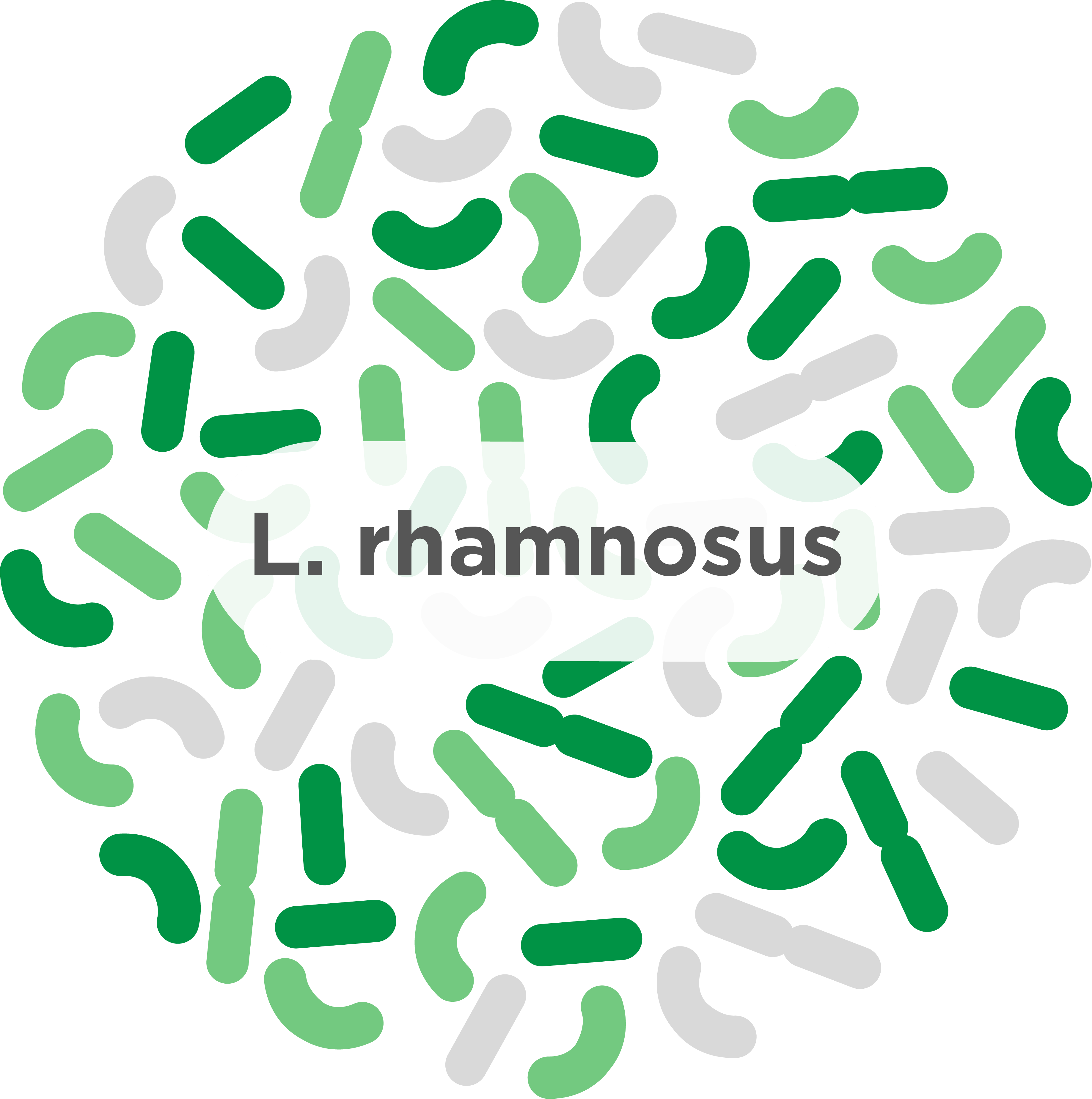 Пробиотик l. Лактобактерии rhamnosus. Lactobacillus rhamnosus hn001. Лактобактерии l Acidophilus. Пробиотик l rhamnosus.