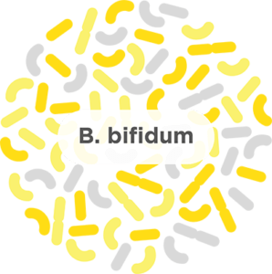 b. bifidum probiotic