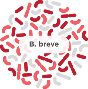 b. breve probiotic