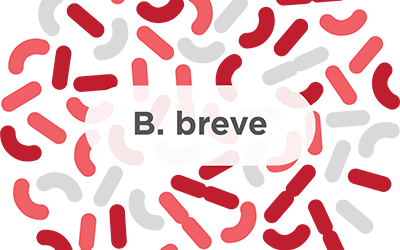 B. breve – A common probiotic strain
