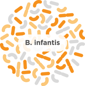 b. infantis probiotic