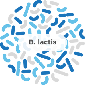 B. lactis image - It is a multi-purpose probiotic bacteria.