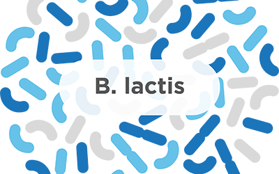 B. lactis – A common probiotic strain