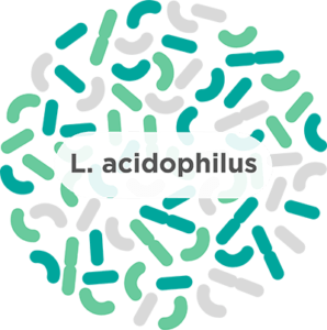 l. acidophilus probiotic