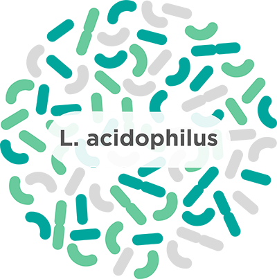 Pronunciation of the word(s) Lactobacillus Rhamnosus. 