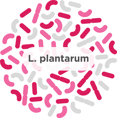 Review plantarum gkb lactobacillus GKB G