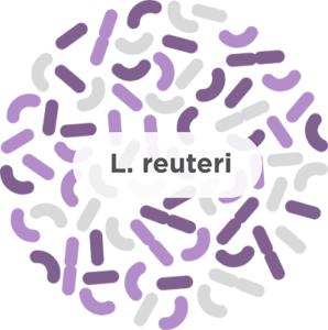 l. reuteri probiotic