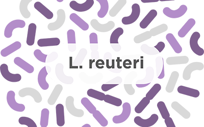 L. reuteri – A common probiotic strain