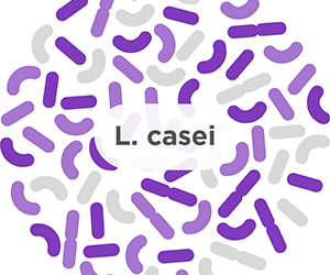 L. casei – A common probiotic strain