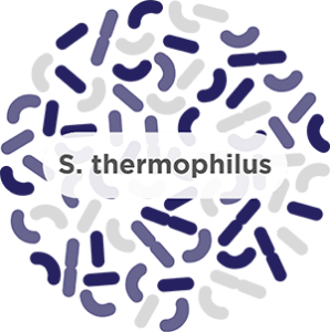 S. thermophilus