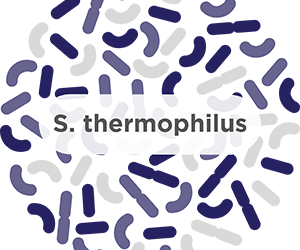 S. thermophilus – A common probiotic strain