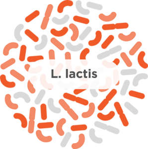 L lactis probiotic strain