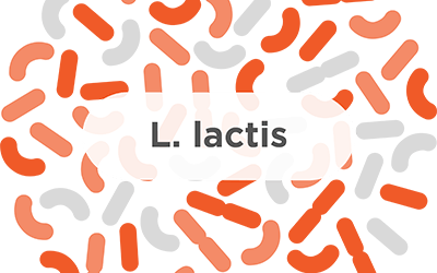 L. Lactis – A common probiotic strain