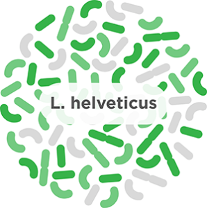 L. helveticus