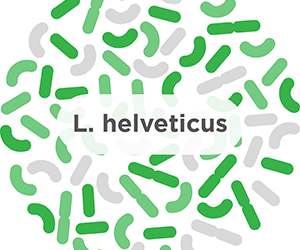 L. helveticus – A common probiotic strain