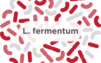 L. fermentum – A common probiotic strain