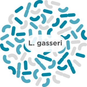 l gasseri common probiotic
