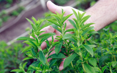Stevia – Benefits and Positive Effects