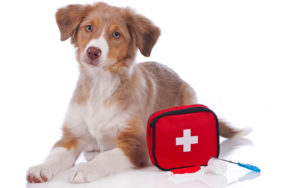 Pet First Aid | Humarian Health Blog