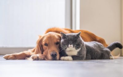 Can Probiotics Help Cats and Dogs with Vomiting?